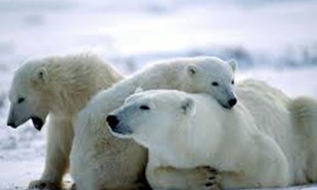 خرس های قطبی تا 25 سال دیگر منقرض می شوند